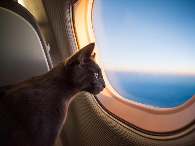 Recomendaciones para viajar con tu mascota en avión GHL Hotels
